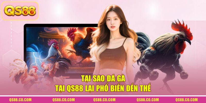 Tại sao đá gà tại QS88 lại phổ biến đến thế Tại sao đá gà tại QS88 lại phổ biến đến thế