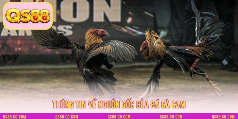 Thông tin về nguồn gốc của đá gà Cam